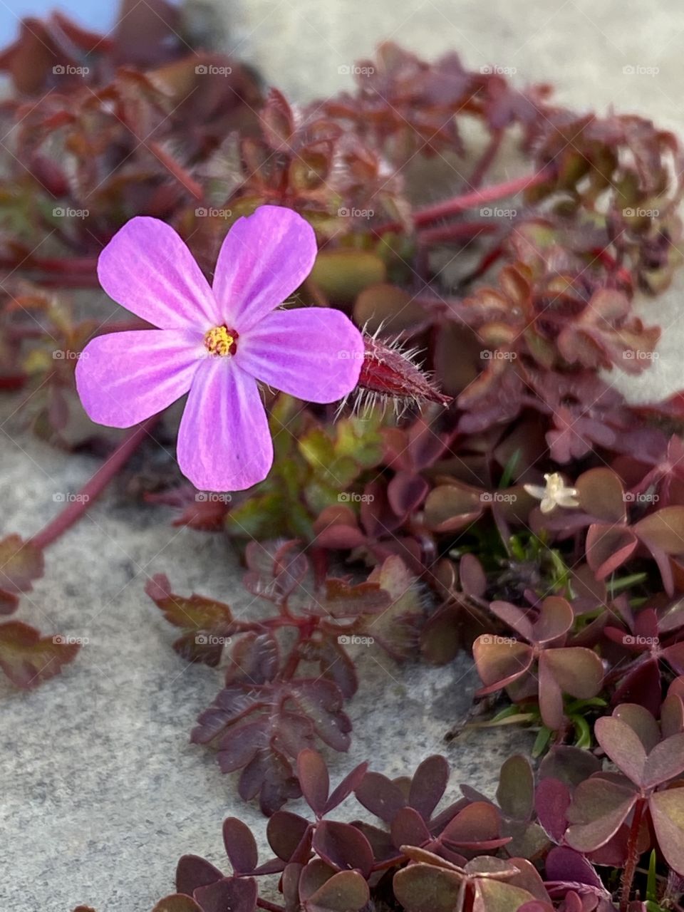 The colors of nature