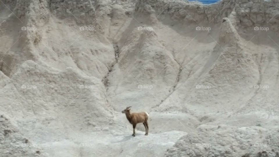 Mountain Sheep