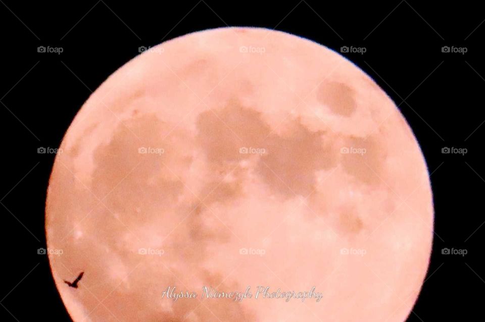 Stunning Pink full moon. Captured a bat up against the moon. Beautifully shinning. Wolves Howling.