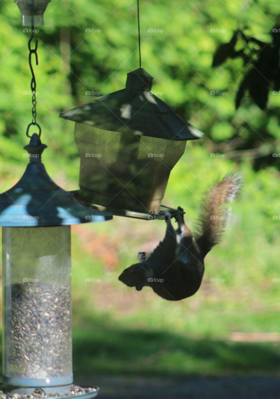 squirrel tricks