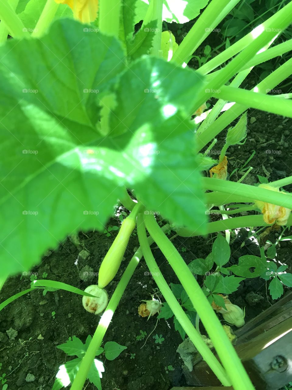Baby yellow squash vegetable growing in green garden 