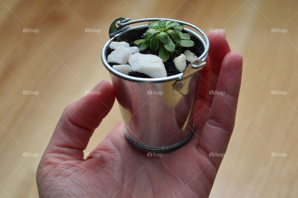 Person holding small bucket with plant