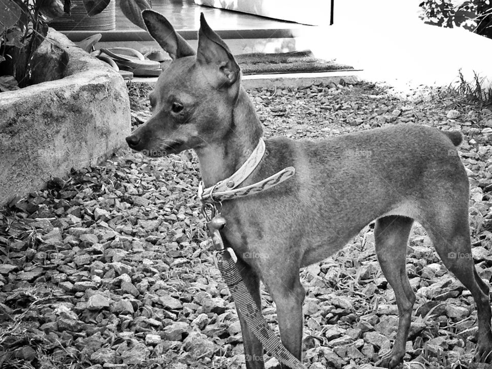 A miniature pinscher under black and white