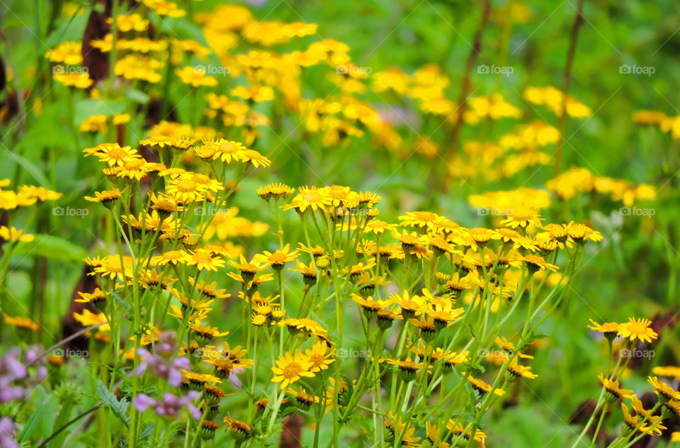 a valley of flowers