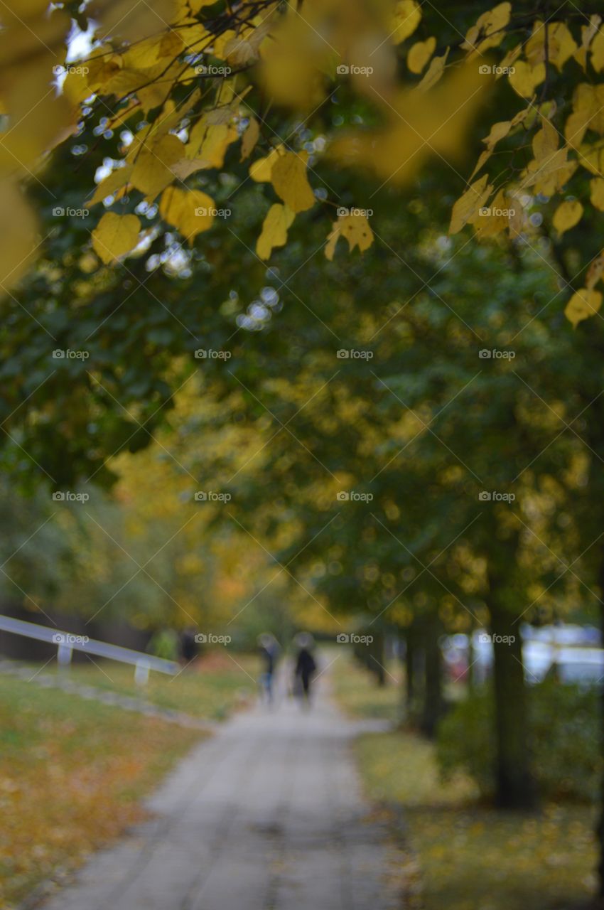 Autumn street