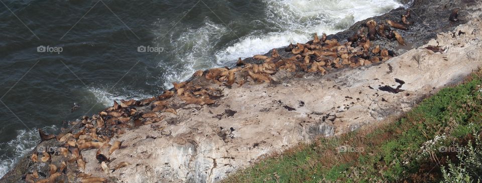 sea lions