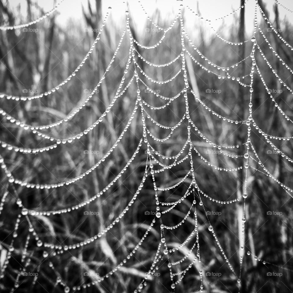 Black & White spider web with dew.