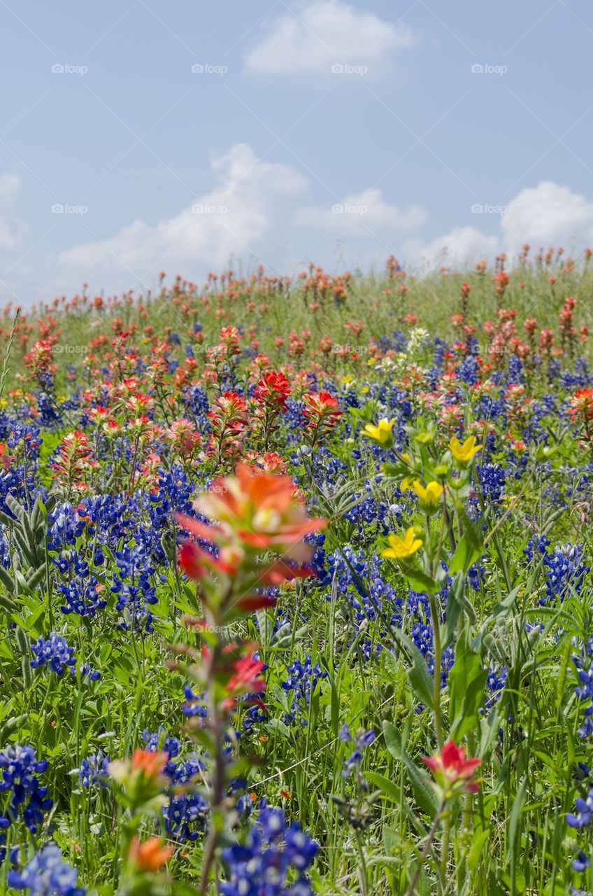 Texas wild flowers