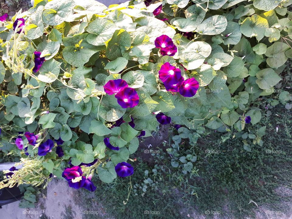 Bush with purple flowers