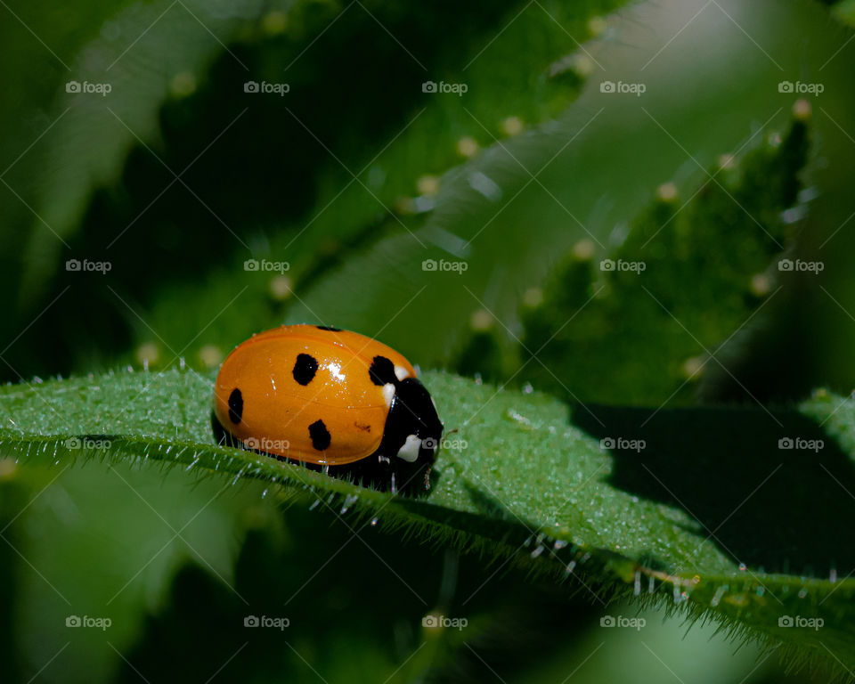 Ladybug on a green leaf