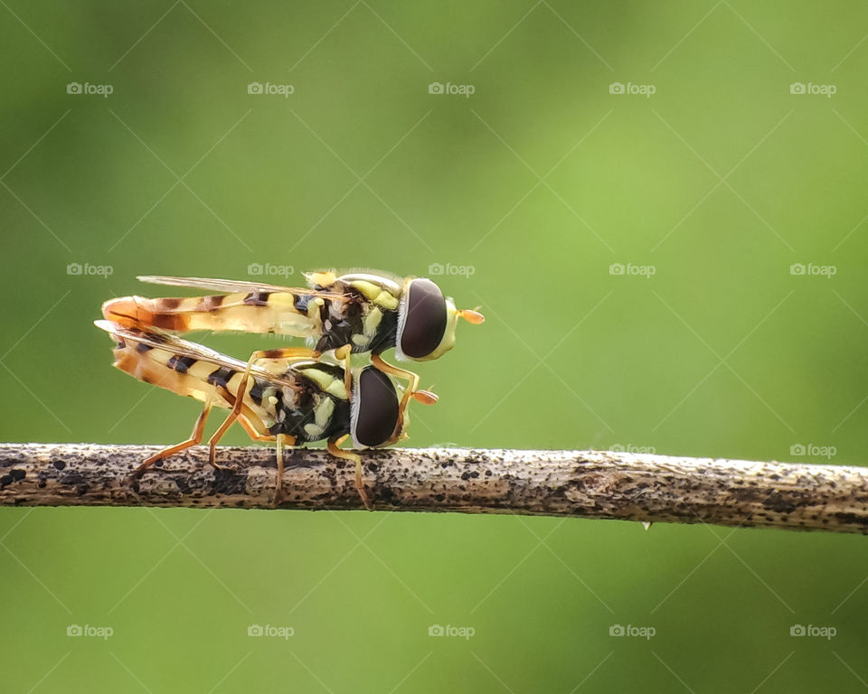 Hover Fly M
