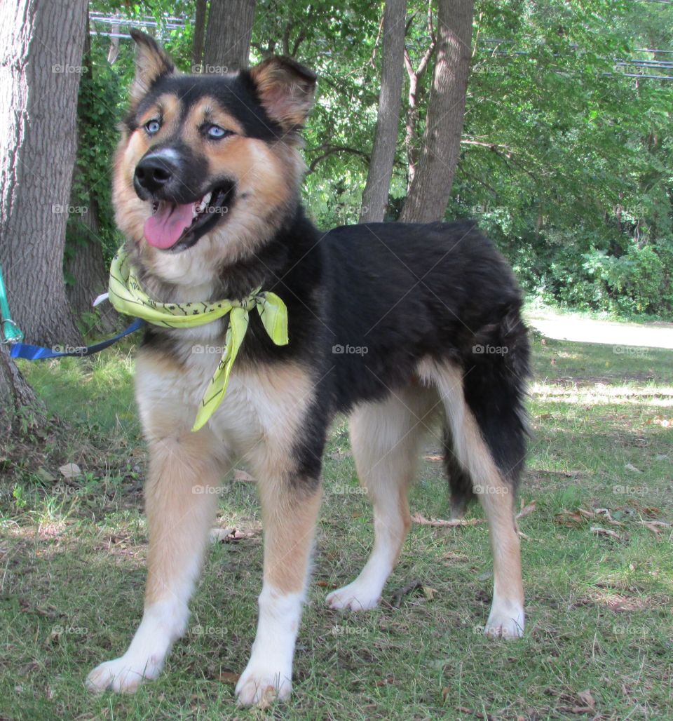 Bella loves being outside more than anything! She is a beautiful half German shepherd half Husky. 