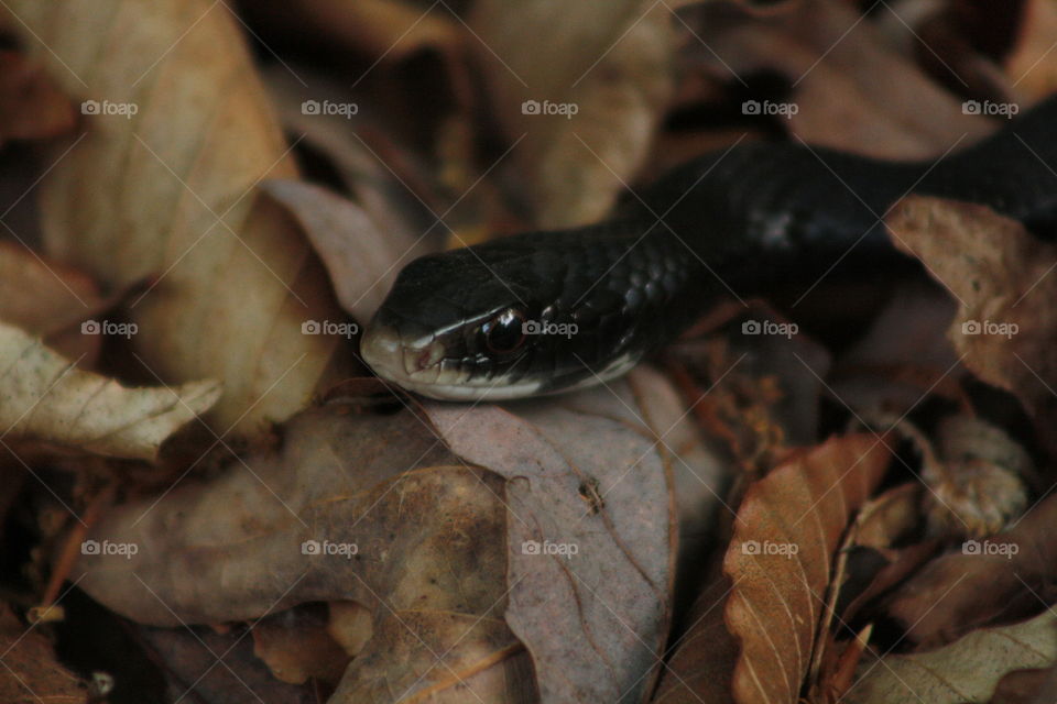 A non-venomous black racer among the leaves. A wild snake native to the eastern US.