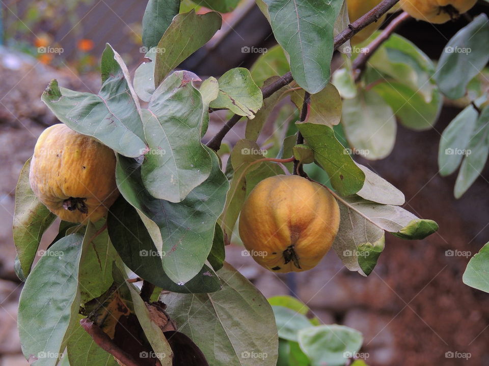 quinces