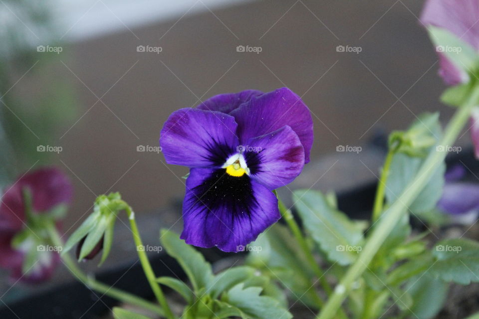 Flower, Nature, Leaf, Flora, No Person