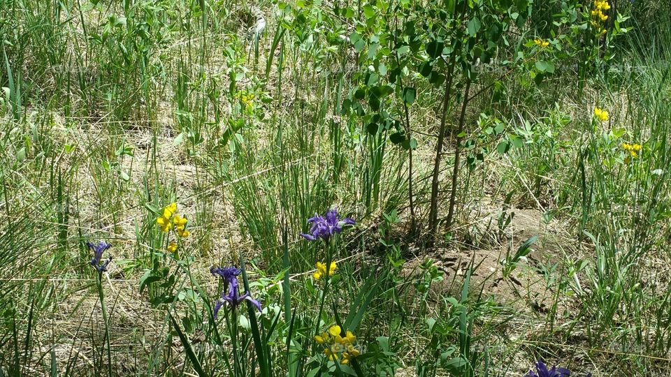 Wildflowers along the trail!