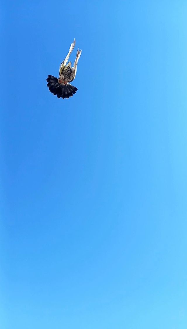 sooski Pigeon