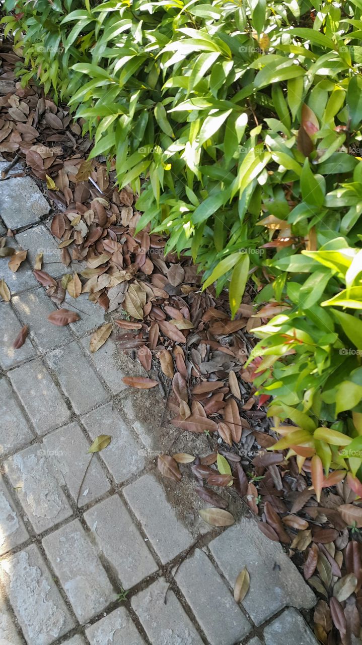 High angle view of plant and dry leaves