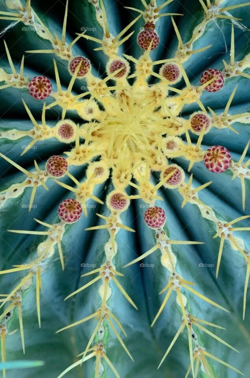 Cactus