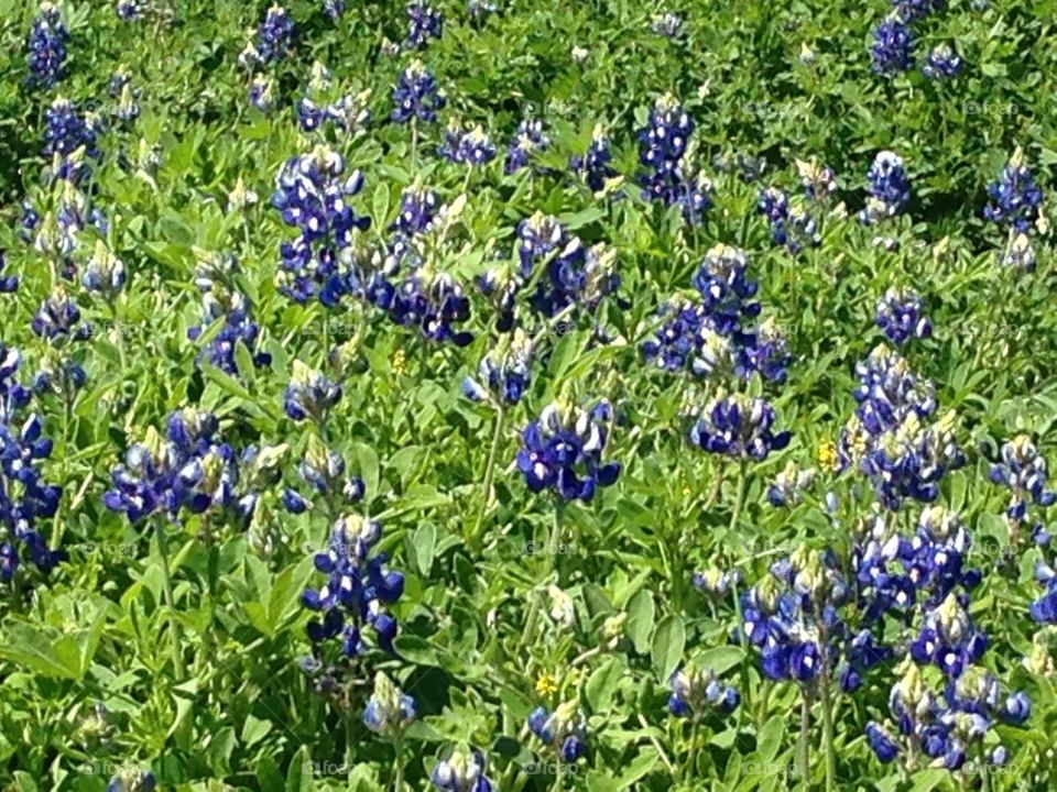 Texas bluebonnets