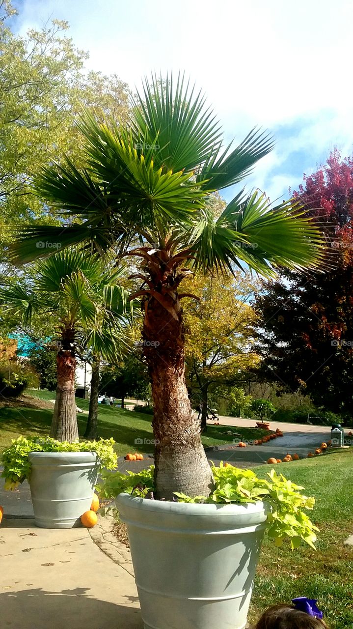 Palm trees growing on park