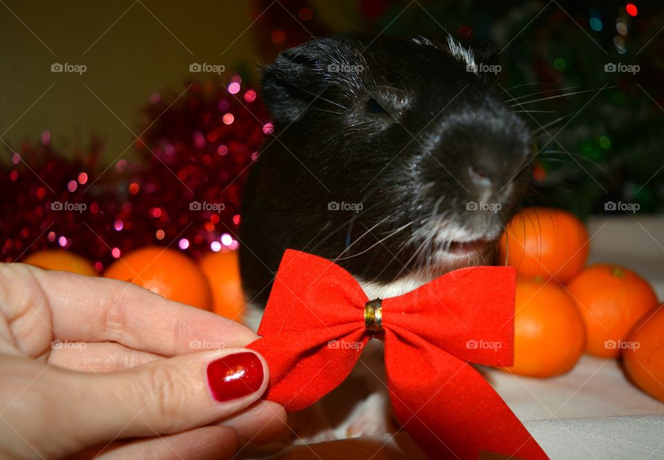 Person's hand adjusting bow tie on guinea pig