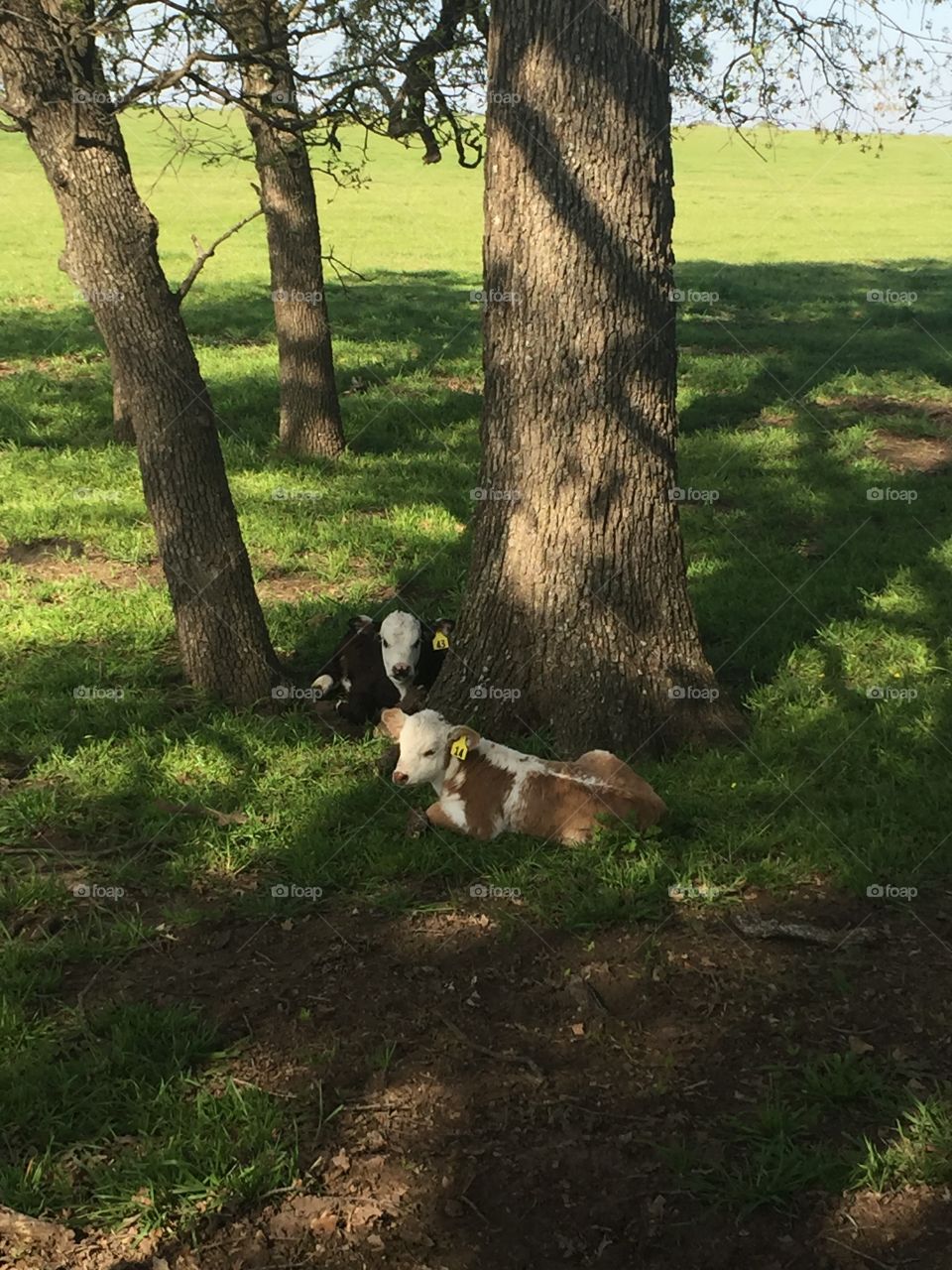 Calves enjoying the shade