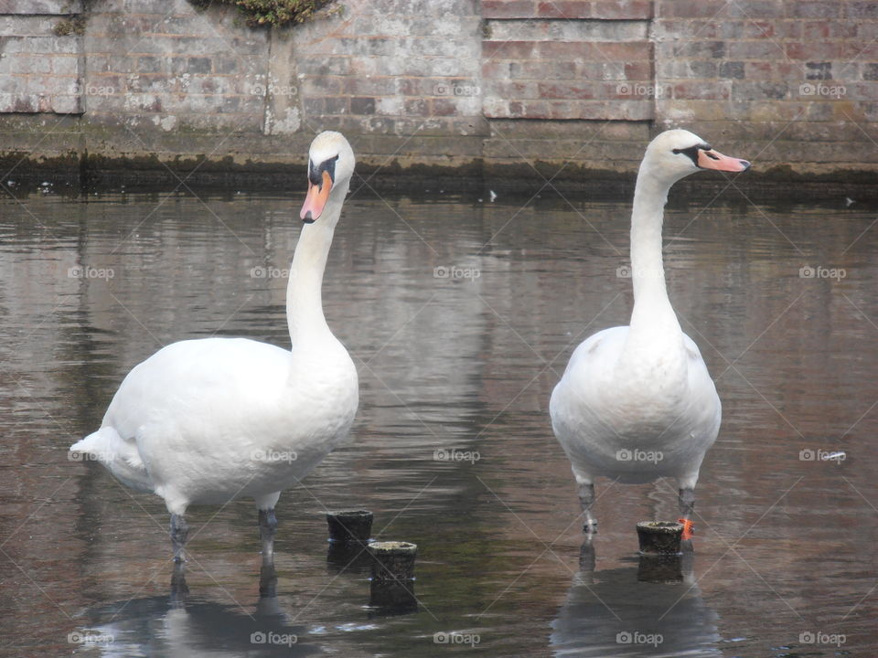 Two Swans