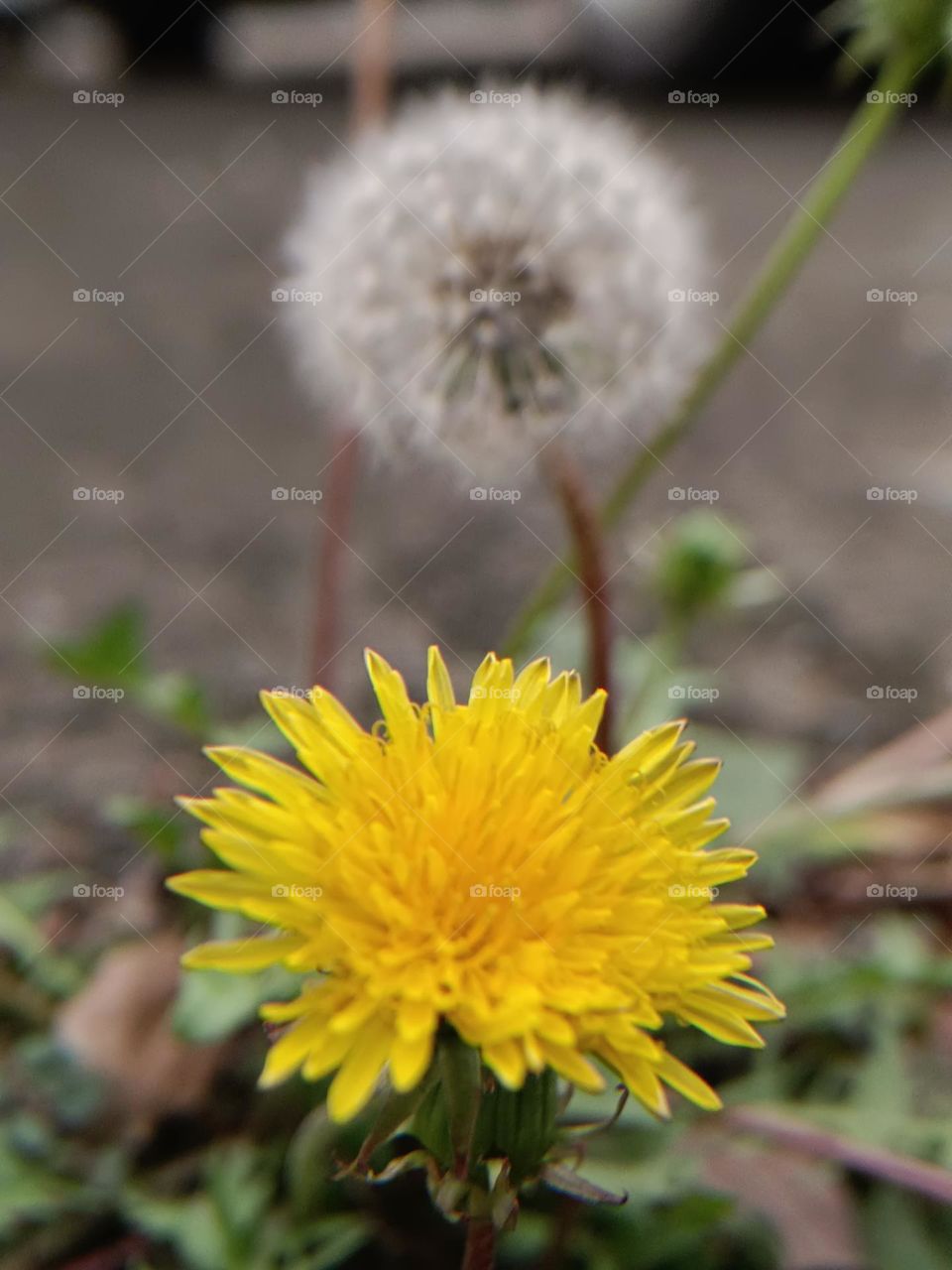 Common Sow Thistle