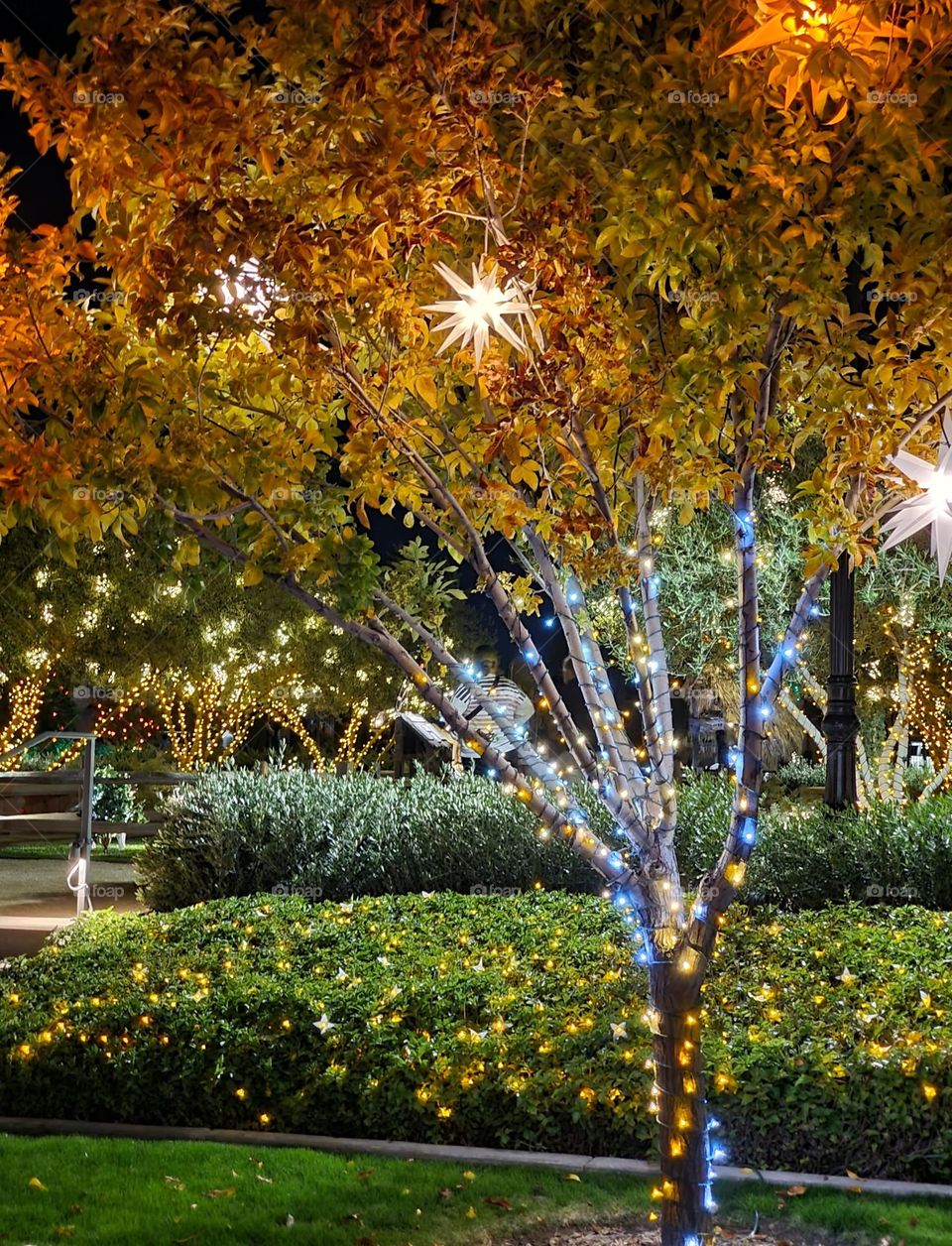 Christmas Lights in Festive Garden