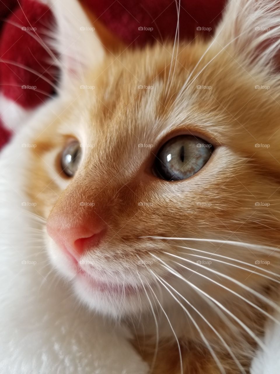 Ginger kitten with blue eyes
