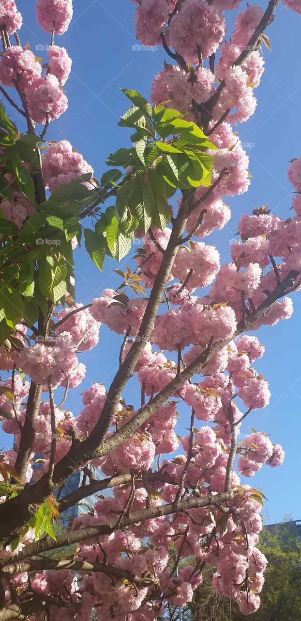 japanese cherry blossoms