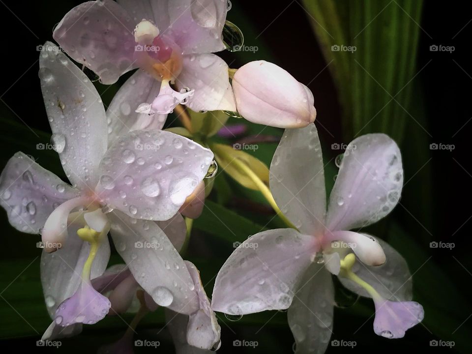 Ground orchids 