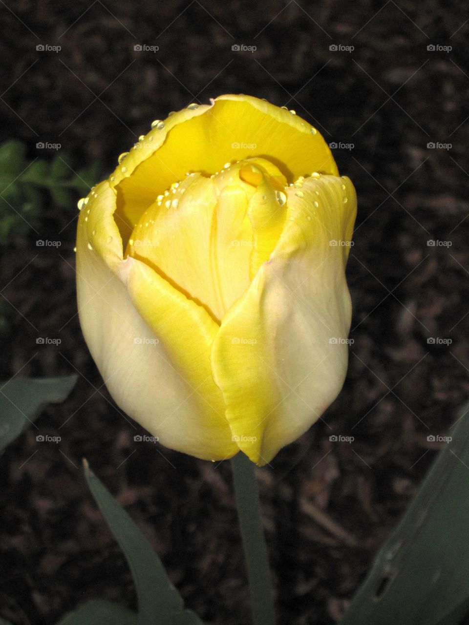 Yellow tulips