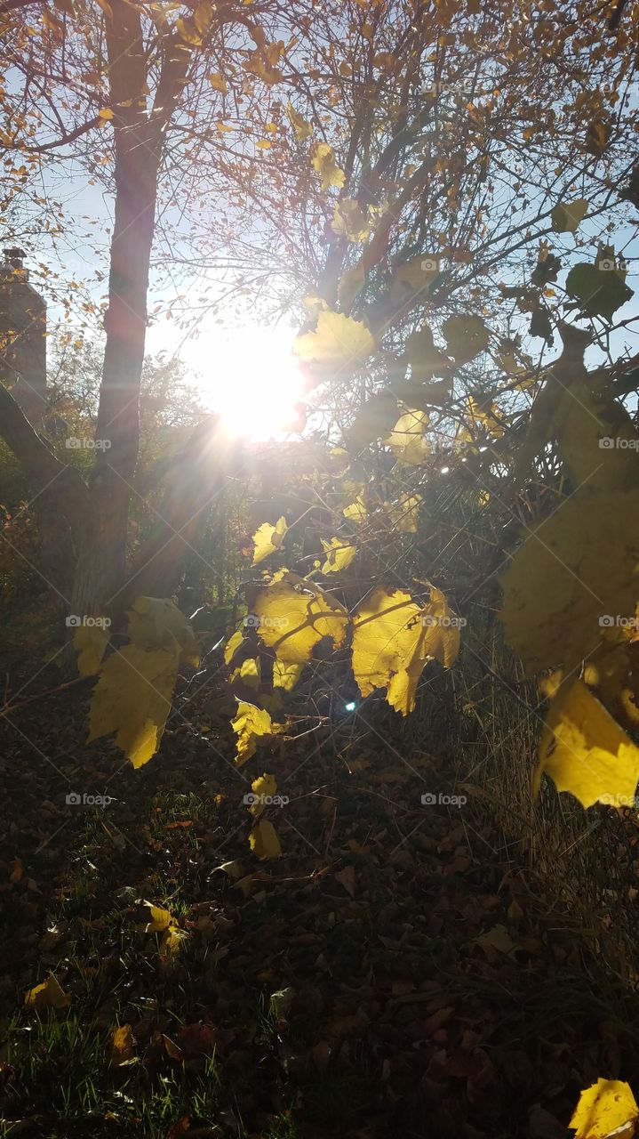 Sunlight through the leaves
