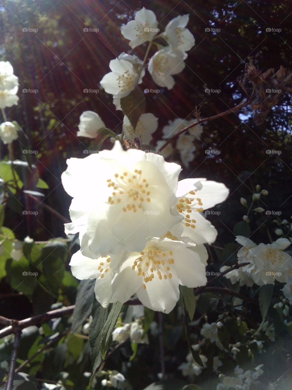 Jasmine. looks good smells good