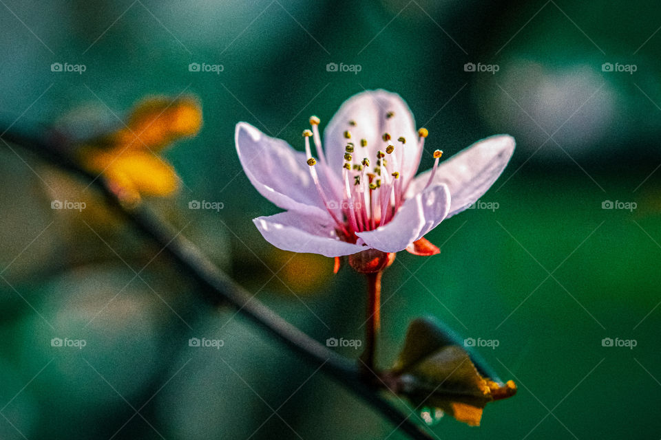 spring flower