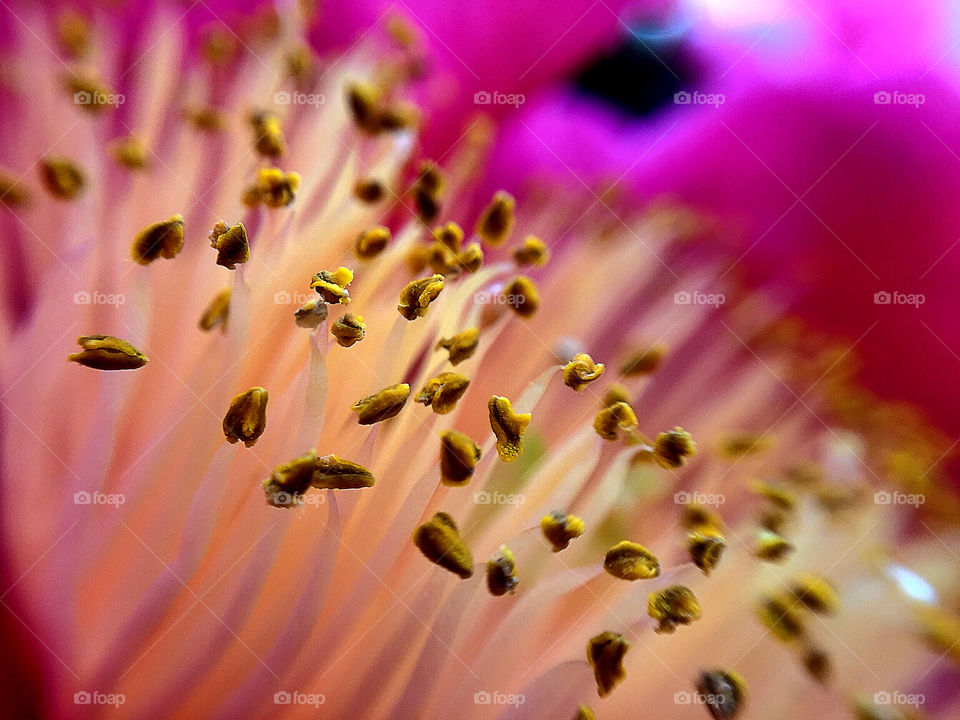Macro shot of pollen flower