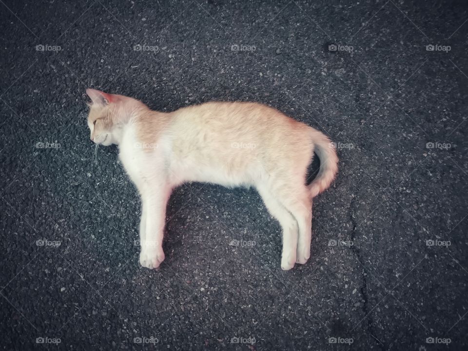 Pet cat kitten sleeping ground floor outdoor outside street