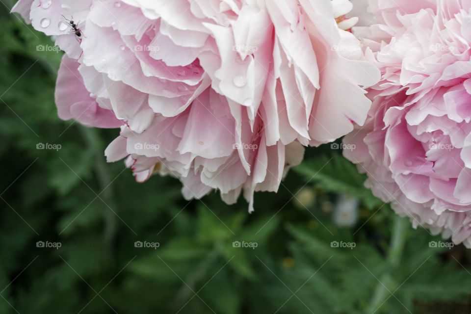 Pink Peonies