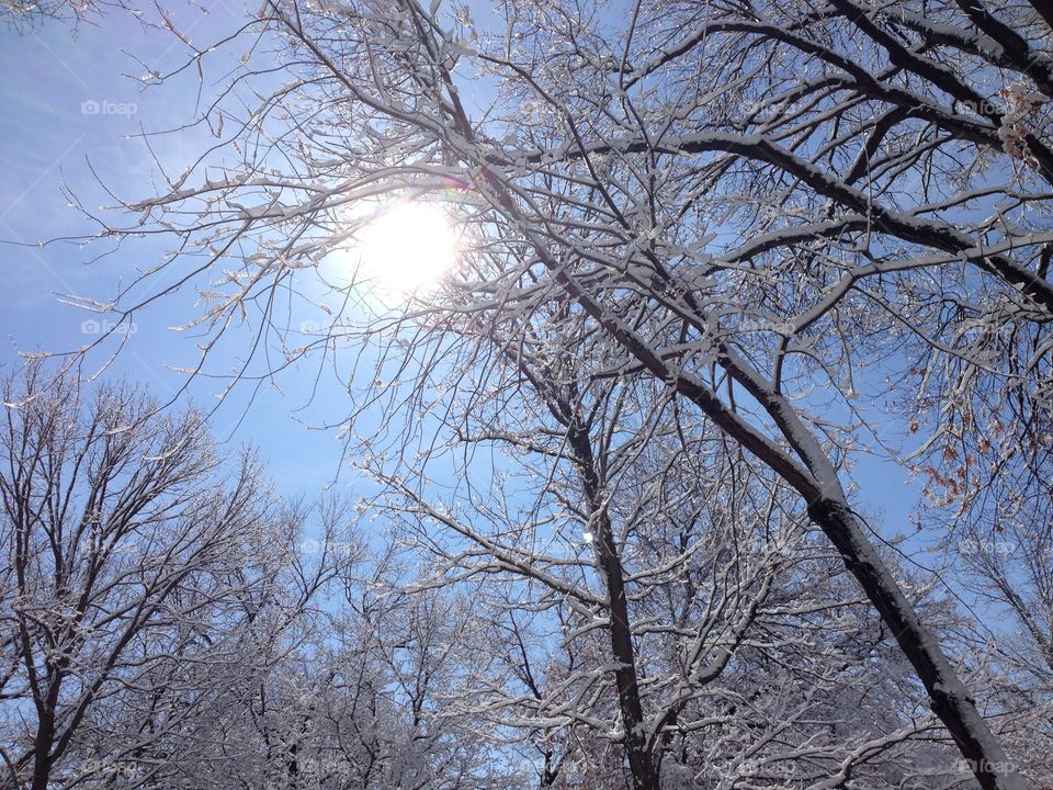 Bright sun peeking through snow laden trees