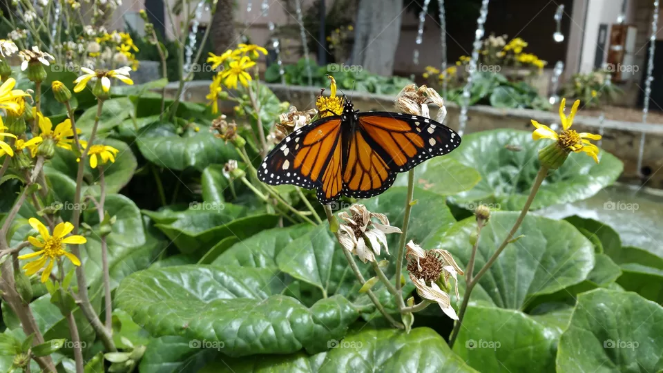butterfly