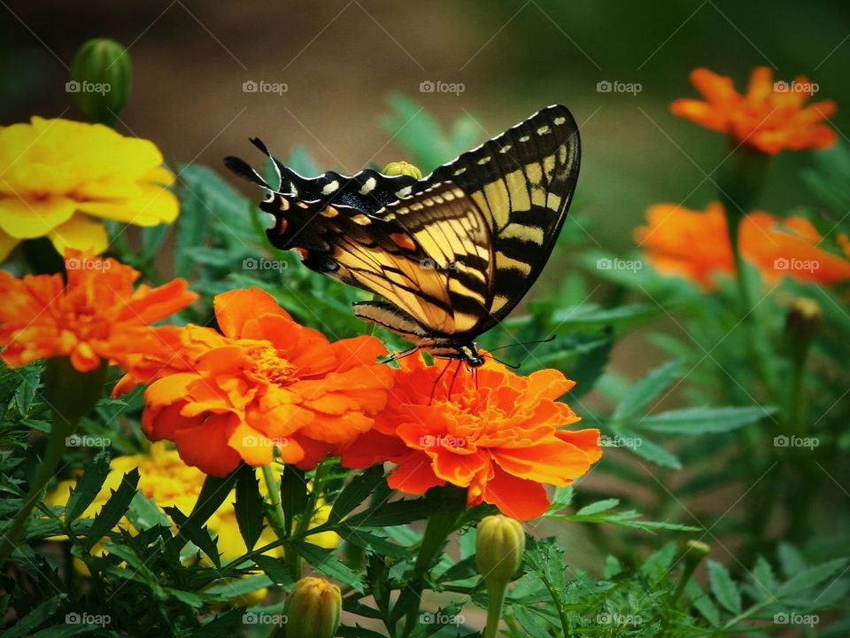 butterfly/borboleta