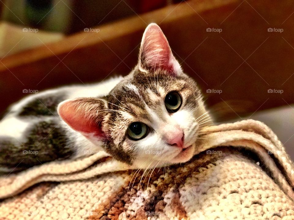 Close-up of a cute kitten