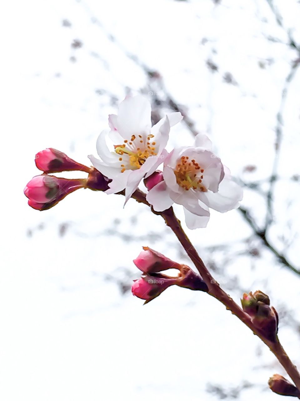 Early Spring Buds. Early Spring Buds