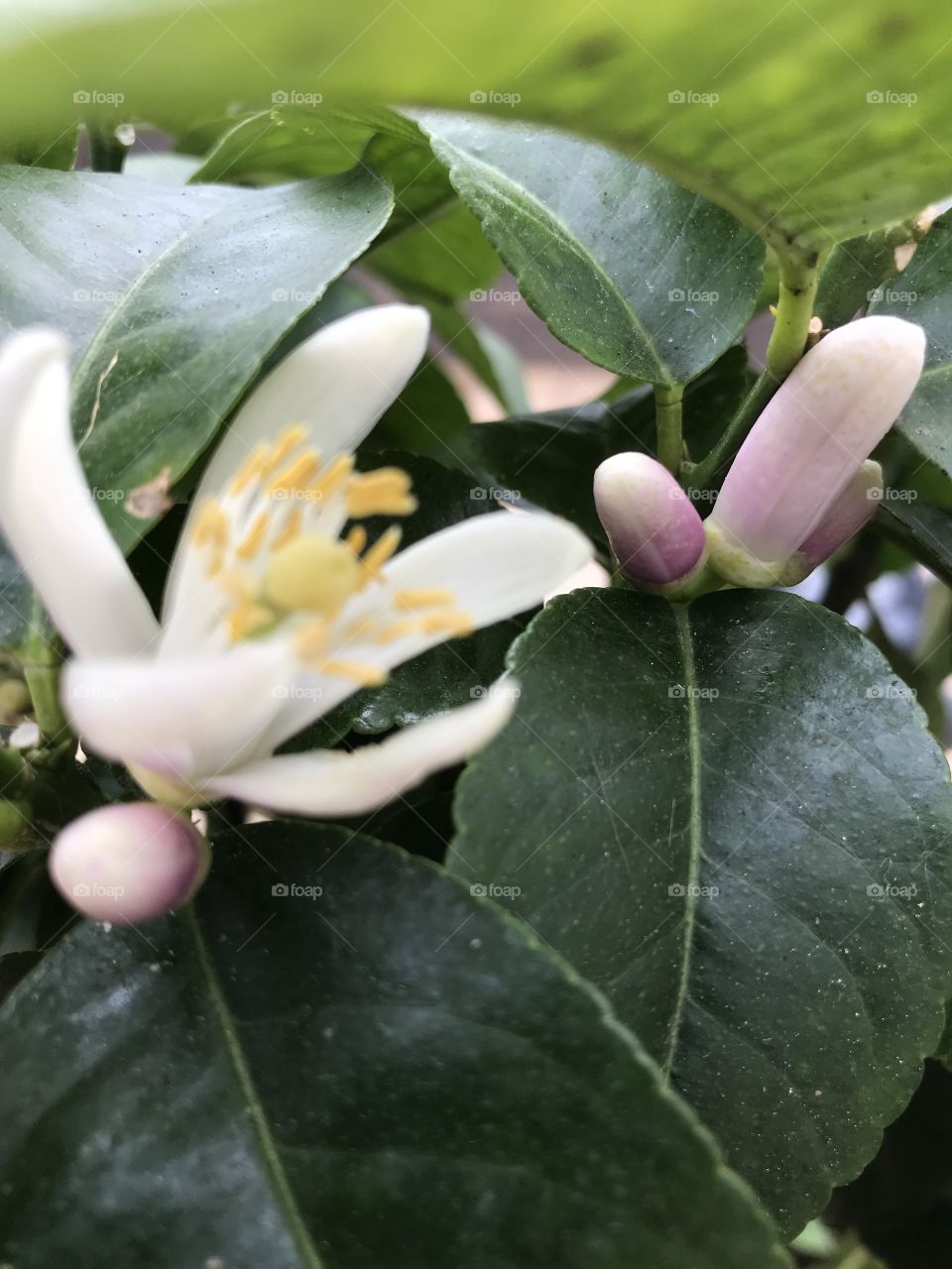 Lemon flower