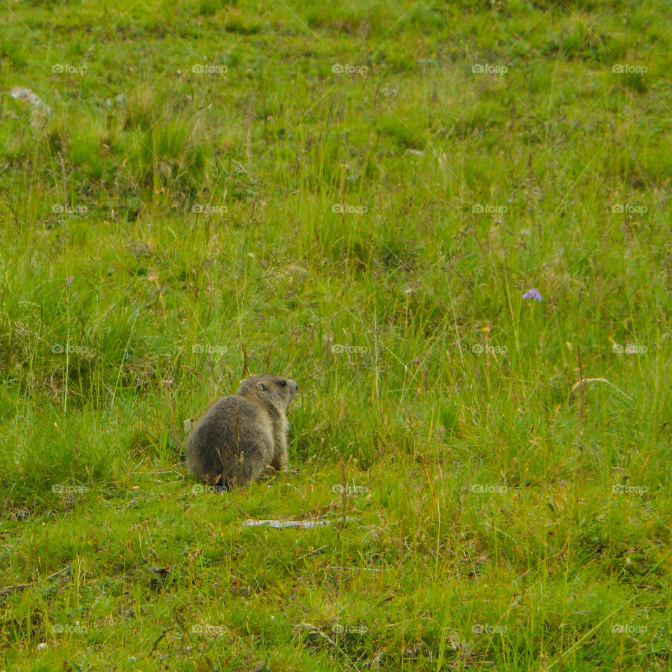 Marmot in Mont-de-lans in France