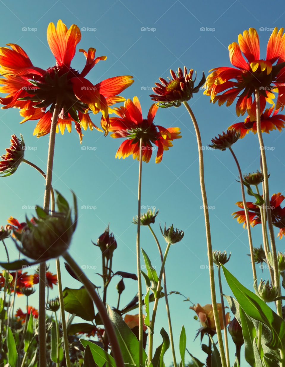 Flowers & sky