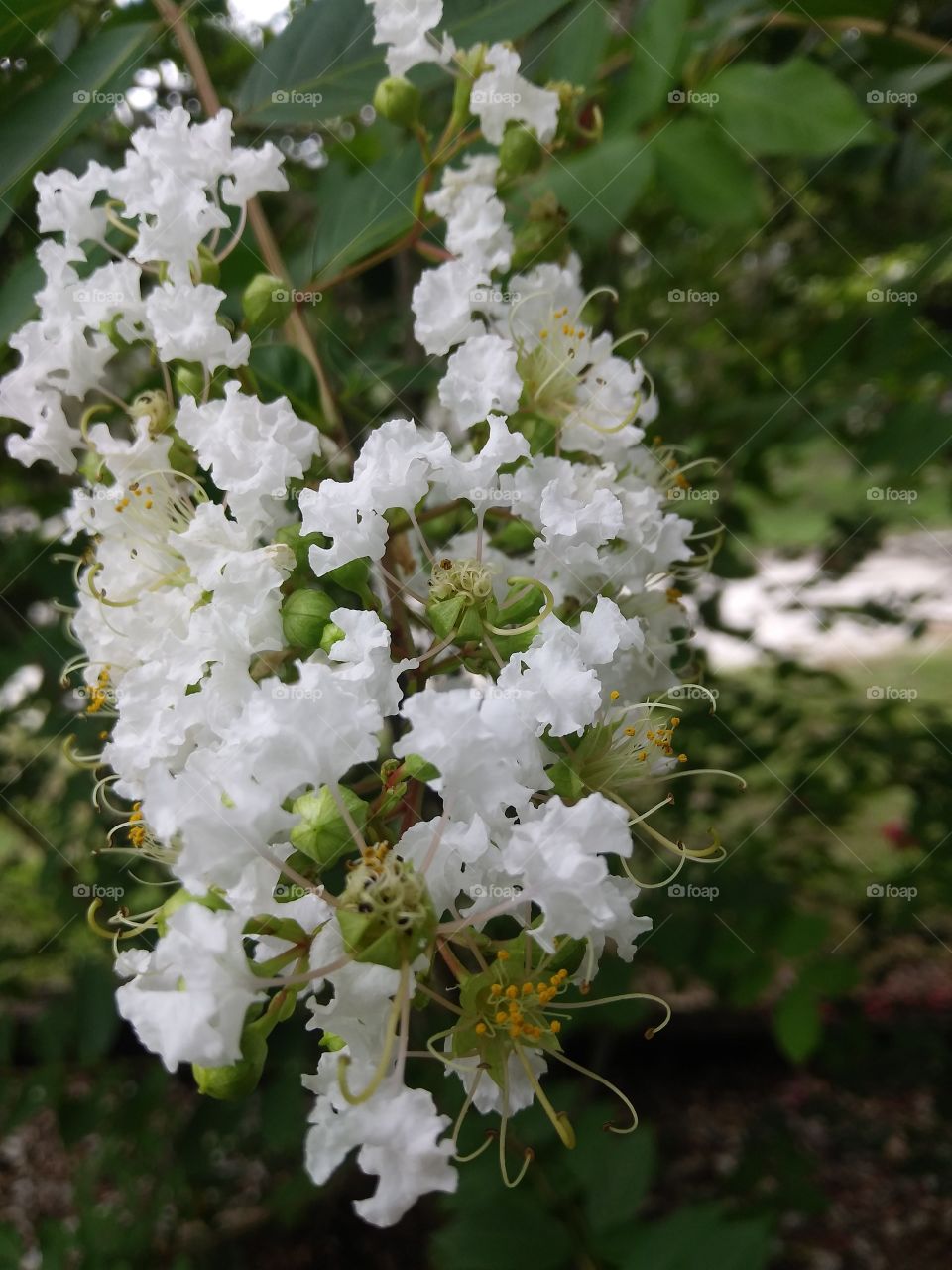 A cluster of small white flowers from a beautiful tree in full bloom.