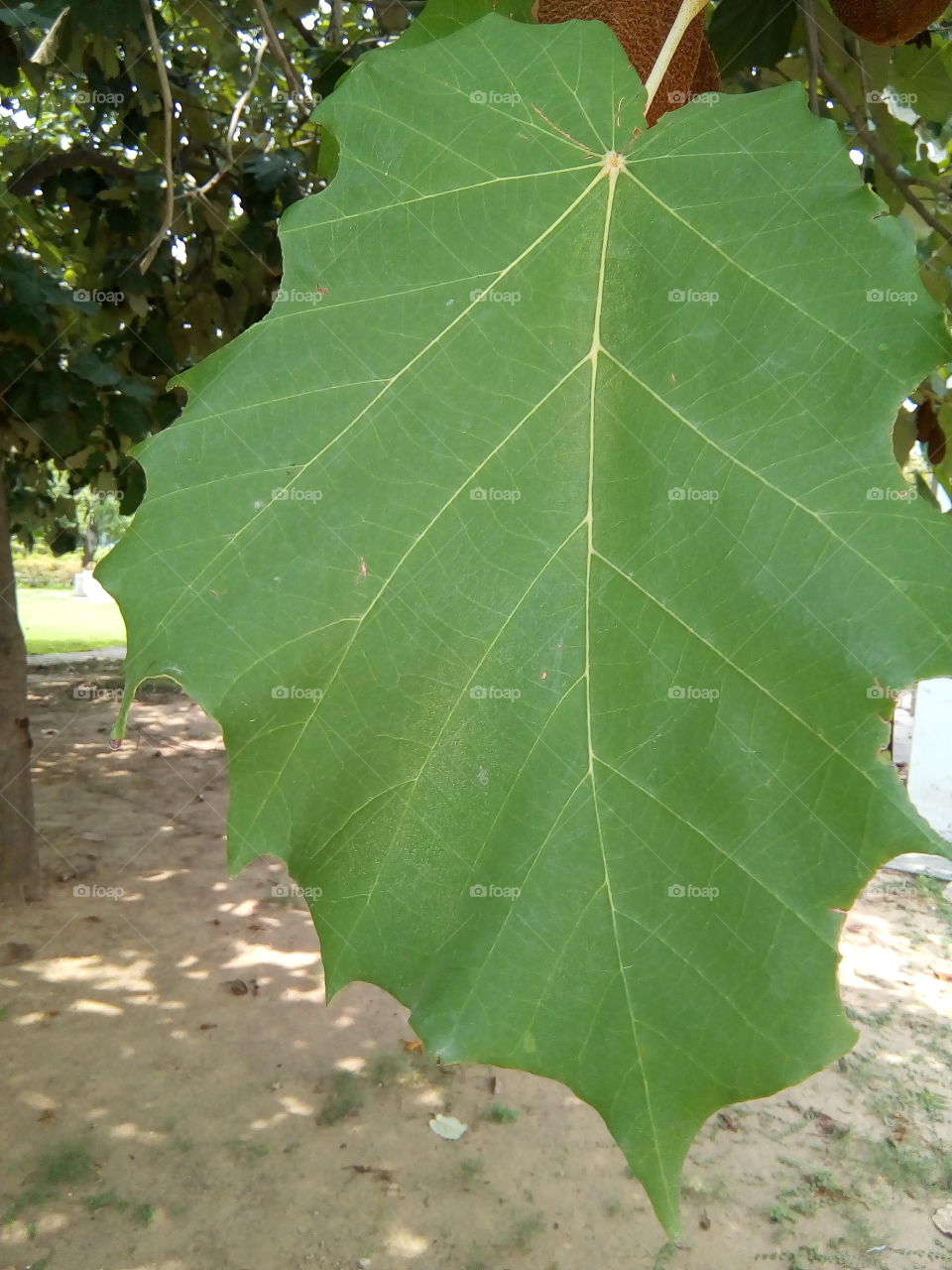 beautiful big leaf of a tree.